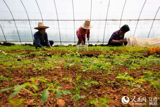 江西新余 清明時(shí)節(jié)移栽忙 圖