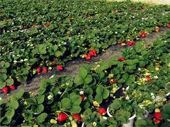 優(yōu)質(zhì)有機(jī)采摘園在山東 生態(tài)旅游的熱門目的地